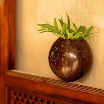 Coconut shell-based indoor planter, bowl shape