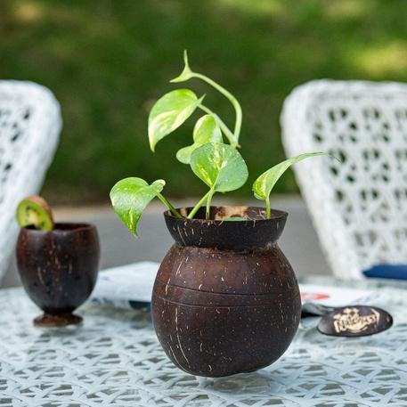 Coconut shell-based indoor planter, pot shape